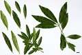 SpeciesSub: f. salicifolius